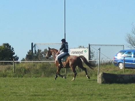 Dansk Varmblod Samurei - Miltary billede 18