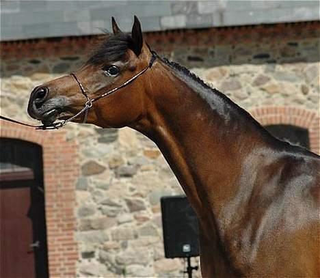 Arabisk fuldblod (OX) Victoria Lynn - SOLGT -  - Nationalt show 2006, klassevinder og res. senior champ. Foto: Jani Pedersen billede 2