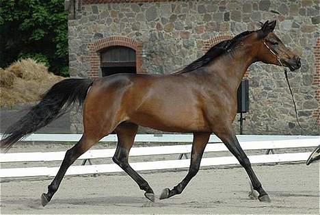 Arabisk fuldblod (OX) Victoria Lynn - SOLGT -  - Nationalt show 2006, klassevinder og res. senior champ. Foto: Jani Pedersen billede 3