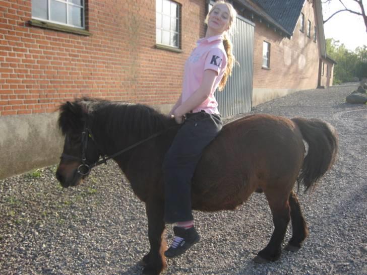 Shetlænder Mikkie RIP. 10 november  - Hmm? ret dog din ryg!!! billede 4