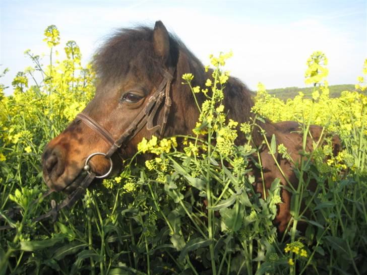 Shetlænder Mikkie RIP. 10 november  - hvad laver du ? billede 5