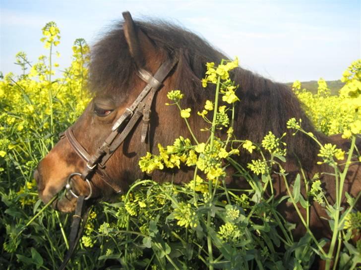 Shetlænder Mikkie RIP. 10 november  - Hvad sker her? billede 6
