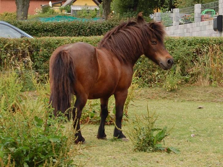 Shetlænder Mikkie RIP. 10 november  - Heeej smukke <33 billede 7