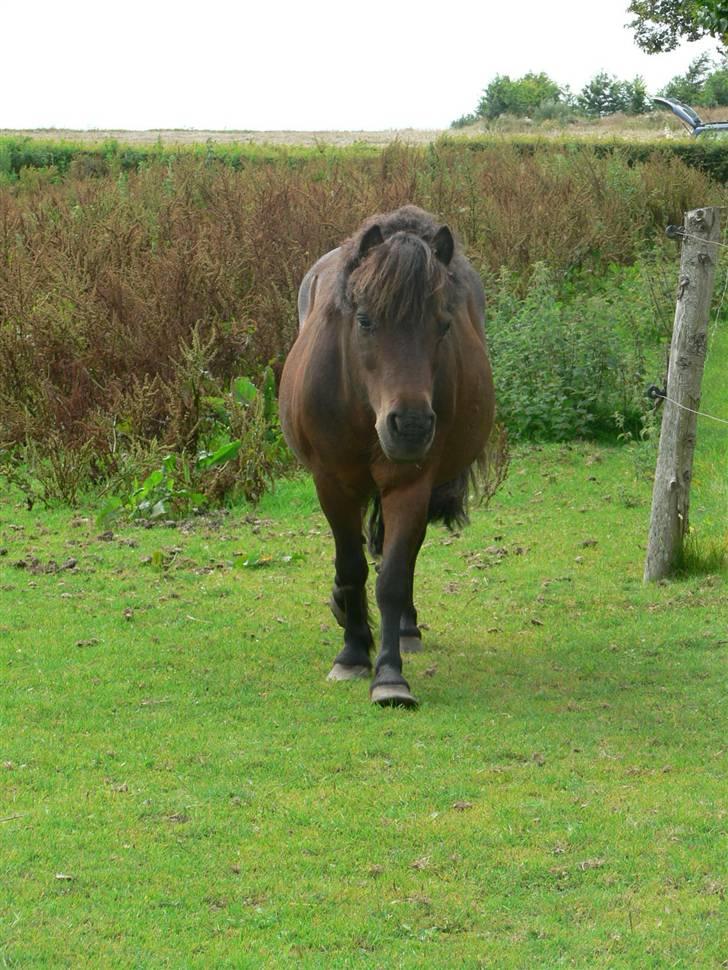 Shetlænder Mikkie RIP. 10 november  - det er ikke et særlig godt billede .. men bedre end ingen ting , ikke ? det er mig der liiie stikker min lille hovedet op i luften for at se hvad der sker ! billede 8
