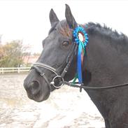 Anden særlig race Hr. Lakrids Rideskolehest