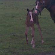 Anden særlig race Savannah <3 Du er en ener <3