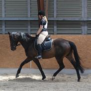 Dansk Varmblod Sauternes N