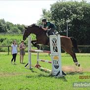 Dansk Varmblod Camino