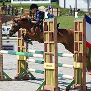 Welsh Pony af Cob-type (sec C) keizer´s little lady