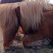 Islænder Düfa fra Attemosegård