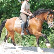 Welsh Cob (sec D) Mailunds Sir Hopkins