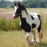 Irish Cob Alanas Duan