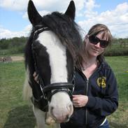 Irish Cob Alanas Duan