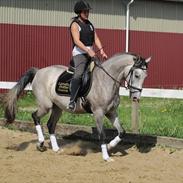 Anden særlig race Florboe's Casia