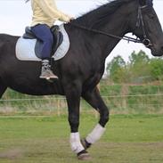 Oldenborg Hjordlund Kolibri