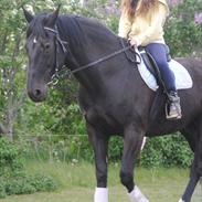 Oldenborg Hjordlund Kolibri