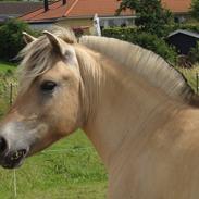 Fjordhest Laybourns Yellow Nemo