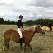 Haflinger Cocio<3<3 ;* Solgt :'(