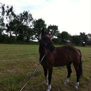 Hollandsk Sportspony Adelaide