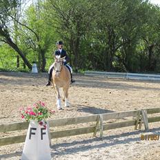 Tyroler Haflinger Asser † 30/5-11 †