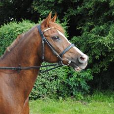 Arabisk fuldblod (OX) Marquis de monte ox My soulmate