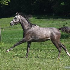 Arabisk fuldblod (OX) Encyte