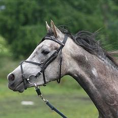 Arabisk fuldblod (OX) Encyte