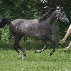 Arabisk fuldblod (OX) Encyte