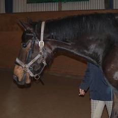 Hannoveraner Hotstuff R.I.P