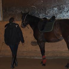 Hannoveraner Hotstuff R.I.P