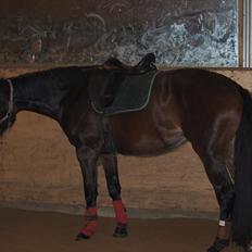 Hannoveraner Hotstuff R.I.P