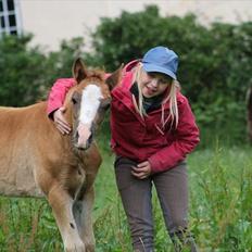 Welsh Cob (sec D) Hvedholms William