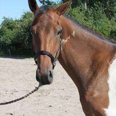 Pinto Hvedholms Perseus