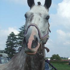 Hollandsk Varmblod Flyer H-S 