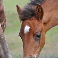 Aegidienberger Hijo de la Lluvia fra Nordkap