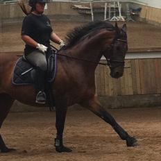 Anden særlig race Samuel (Sherlock) R.I.P