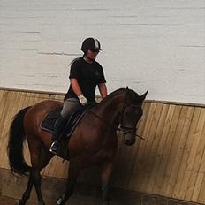 Anden særlig race Samuel (Sherlock) R.I.P