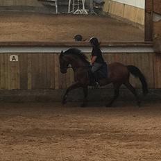 Anden særlig race Samuel (Sherlock) R.I.P