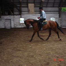 Dansk Varmblod Mae royale