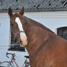 Frederiksborg Himmelhest Ditte