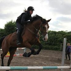 Dansk Varmblod Unique (Tulle)<3