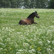 Anden særlig race Lauritz