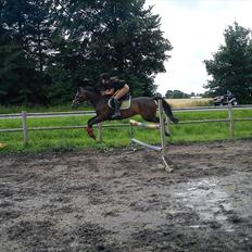 Hollandsk Sportspony R.I.P Black Lady  <3