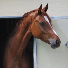 Dansk Varmblod Cometessen