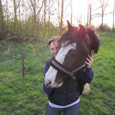 Irish Cob Alanas Duan