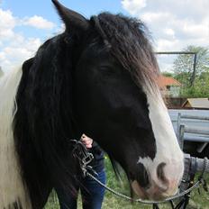 Irish Cob Alanas Duan