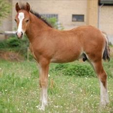 Welsh Pony af Cob-type (sec C) Chopins Obelix