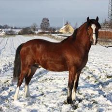 Welsh Pony af Cob-type (sec C) Chopins Obelix