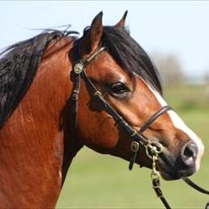 Welsh Pony af Cob-type (sec C) Chopins Obelix