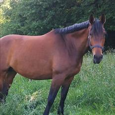 Anden særlig race Hera